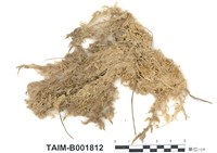 藏品(泥炭苔屬)的圖片